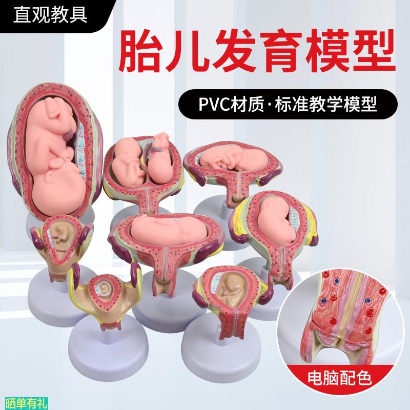 妊娠发育过程模型 胚胎计划生育模型  胎儿发育过程模型 子宫解剖
