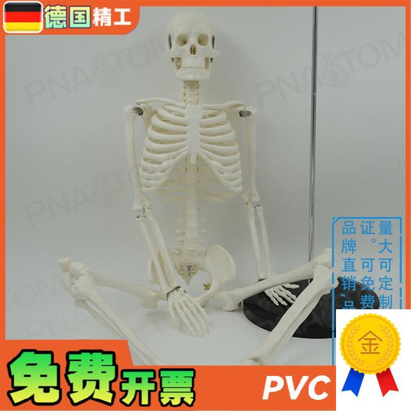 德国】85cm人体全身骨骼模型可活动可拆卸小白T瑜伽正骨疼痛科骨