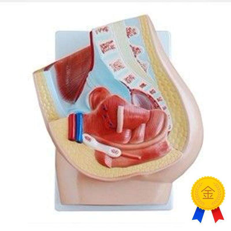 女性矢状解剖模型(1件)人体C生殖器教学练习训练示教标本