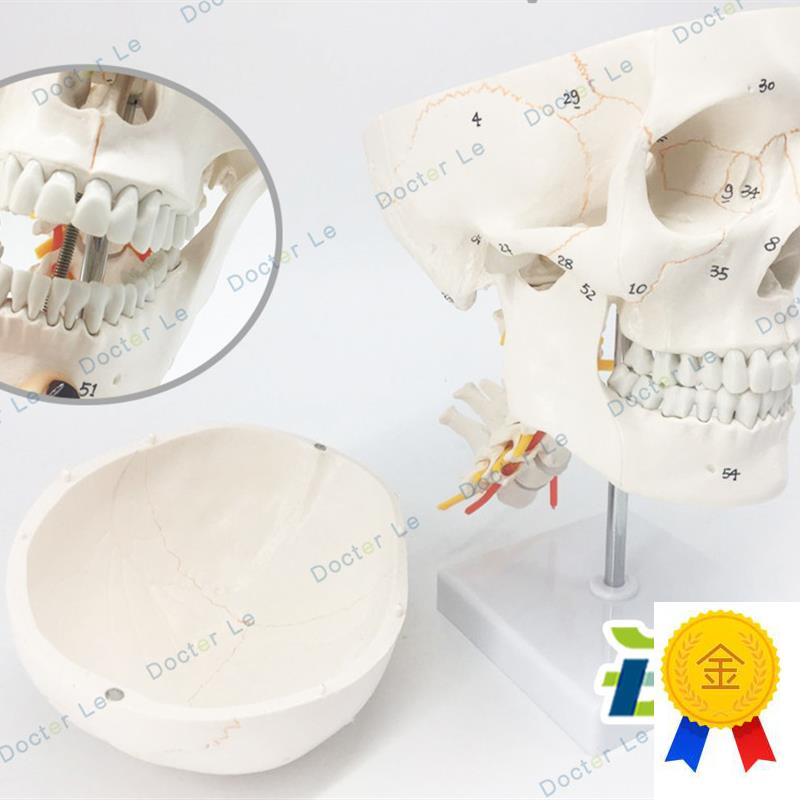 医用人体头骨模型k11骨缝线头颅骨模型骷髅头模型可拆卸口腔模