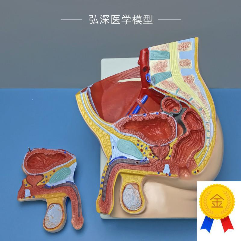 男性矢状解剖模型2部件可拆w人体生殖系统结构盆腔医学示教学模具