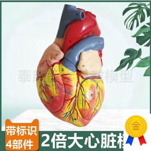 人体心脏模型解剖4部件带标识放大2倍G心血管二尖瓣三尖瓣B超彩超