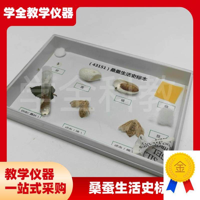 科普教学a用动物标本43151桑蚕生活史发育标本真实昆虫标本科普用