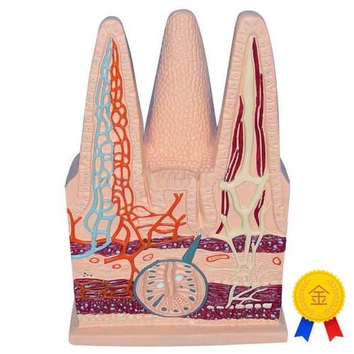 肠绒毛模型人体毛细淋巴血管静脉解剖切K面中学生物教仪医用医学