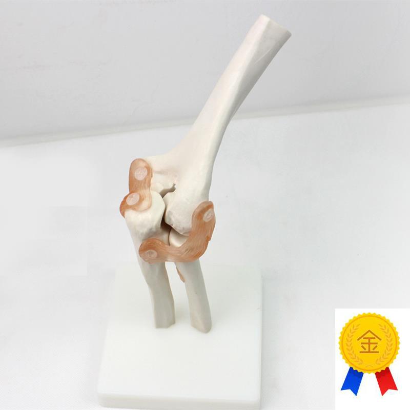 ENOVO颐诺医学m肘关节模型桡关节人体骨骼标本六大关节教具健康运