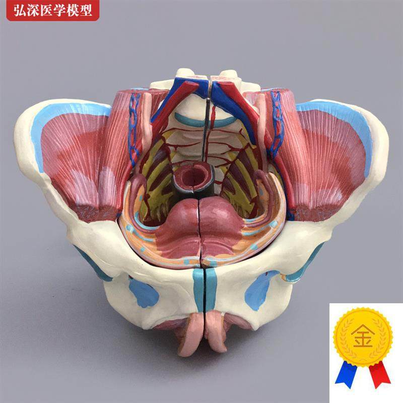 女性骨盆模型盆骨带生殖器u血管神经肌肉子宫人体解剖教学模具医
