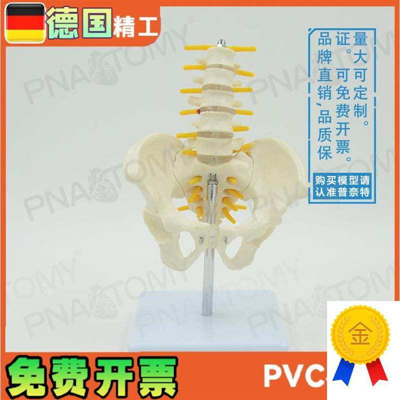 小型5节腰椎带骨盆脊神经骨骼模型教学妇O产科骨科疼痛科标本