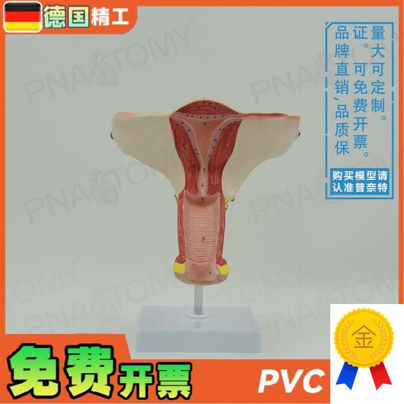 德国】女性人体子宫卵巢模型妇产科妇科产后修复教学W计生演示教