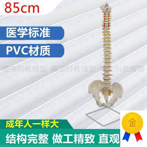 颈椎模型1:1仿真k脊柱PVC材质医用解剖中医专用瑜伽馆摆放正骨指