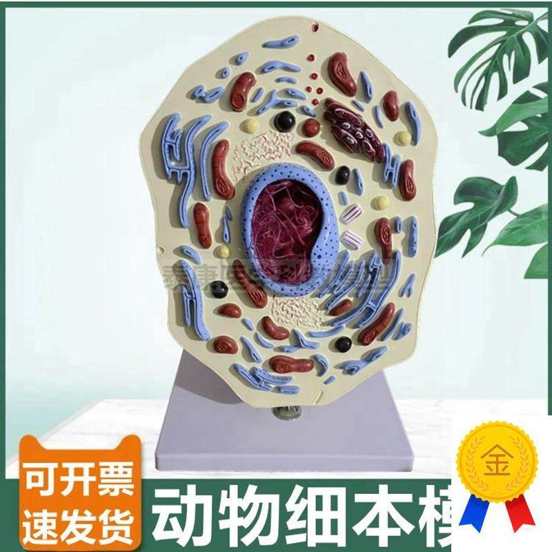 动物细胞模型细胞器线粒体细胞核细胞F膜中学生物课配套用微细结