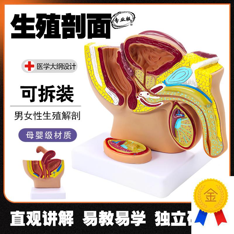 男女性生殖器官结构解剖教学模型正中矢状剖Q面女性盆腔宫腔构造