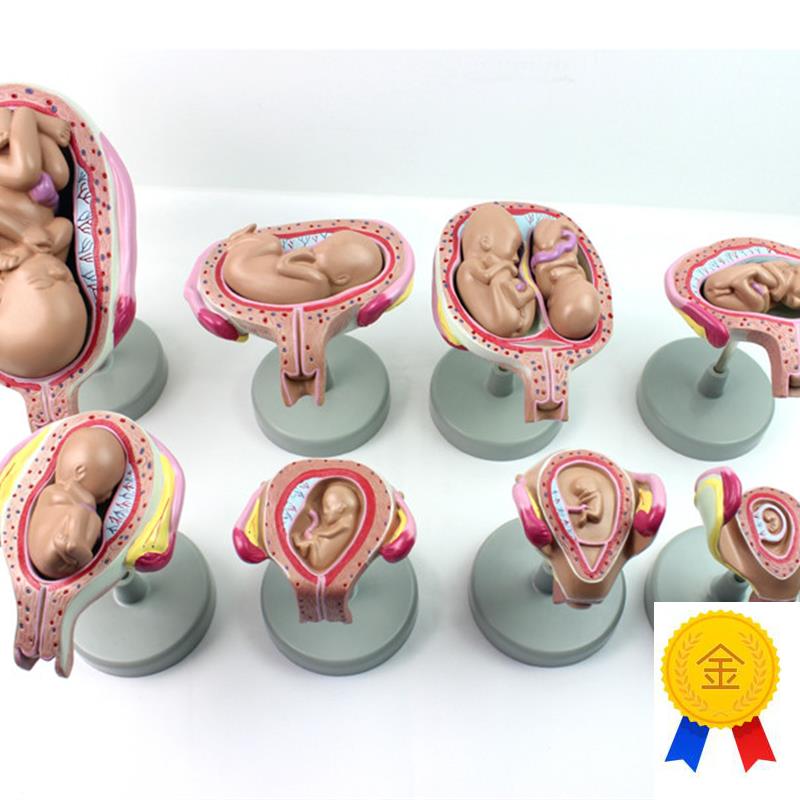 颐诺正品妊d娠胚胎发育胎儿形成发育过程模型计划生育展示胎儿