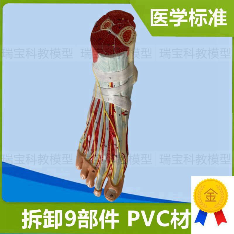 脚解剖模型踝关节肌肉神经v足底肌腿部深浅肌肉运动医用健身瑜伽