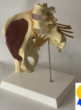 人体女性盆骨开合瑜伽演示髋关节教具骨I盆修复肌肉神经椎间盘突