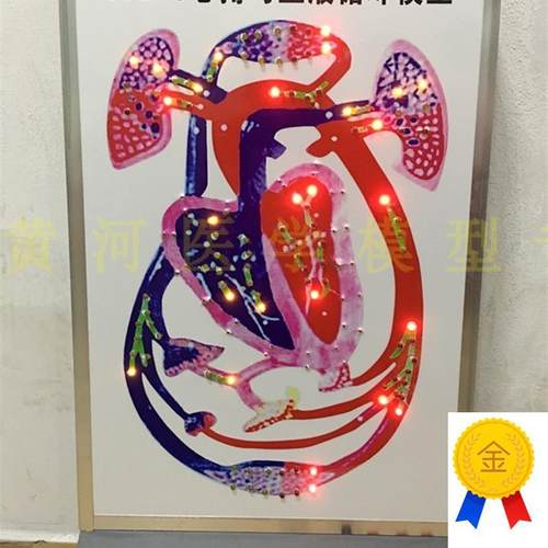 电动心脏搏动与血液循环模型血管搏动心室模V型血液流动模型