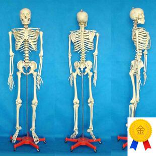 包邮标本骨骼模型170tCM人体模型骨骼人骨医学教人体骨架