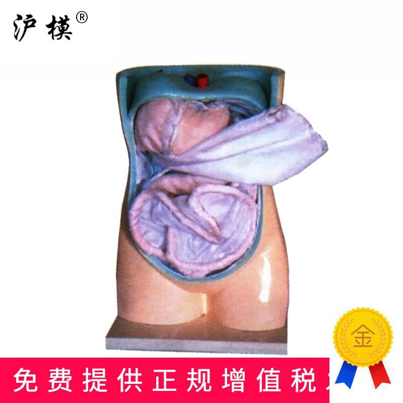沪模HM/1094腹膜与内脏模型人体解剖教.学直观教具