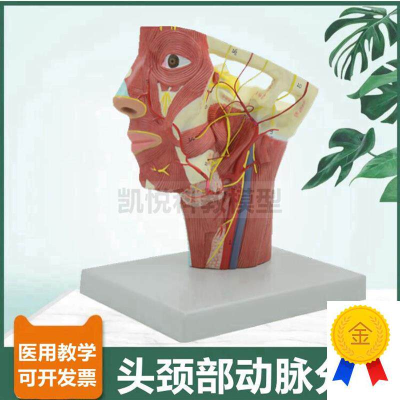 面部血管分布模型颈部动脉深浅z肌肉静脉12对脑神经颅牙科医美整