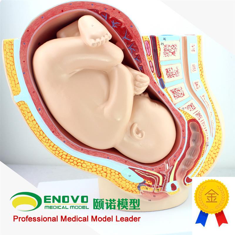 ENOVOc颐诺人体女性妊娠足月胎儿盆腔系统模型怀孕生殖系统子宫妇