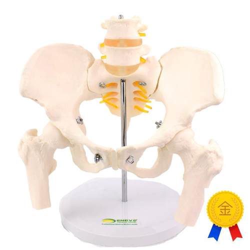 ENOVO颐诺女性骨盆康复矫正z模型骨盆前倾后倾侧倾左右旋转髋骨盆