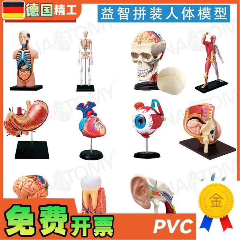德国】4DMASTER少儿科普x人体解剖模型拼装玩具礼品DIY身体构造