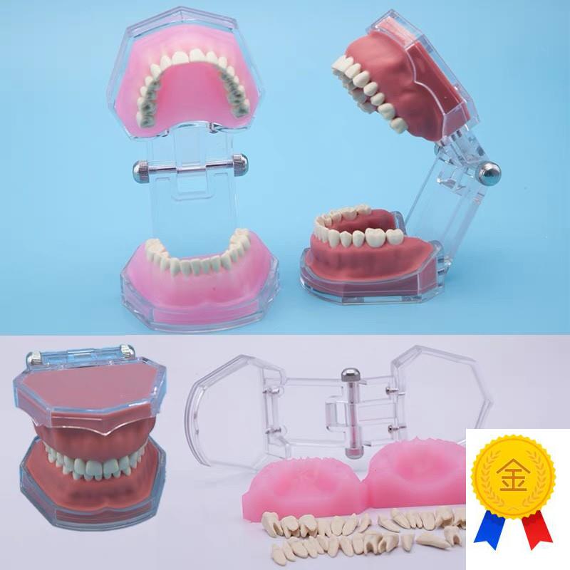 练习全口可拔牙模型离体牙可拆卸软牙龈牙科口腔教学X演示工厂直