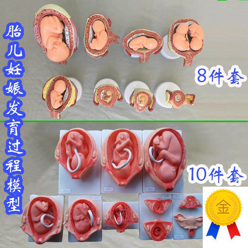 胎儿妊娠发e育过程模型8件套10件套医学教具人体骨骼医用婴儿生殖