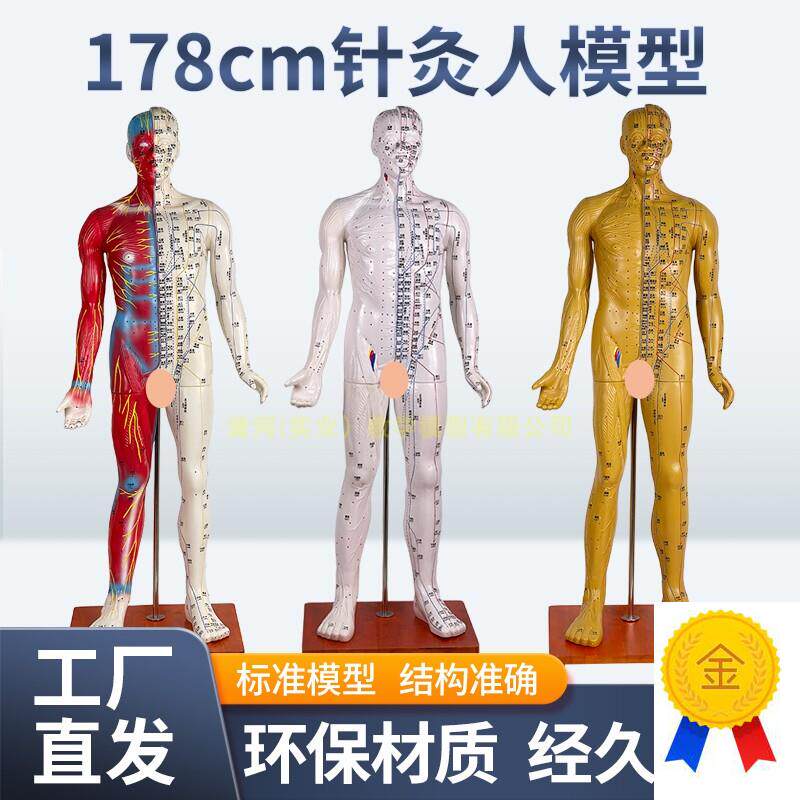 170CM人体针灸模n型针灸铜人模型178cm中医经络穴位模型穴位清晰