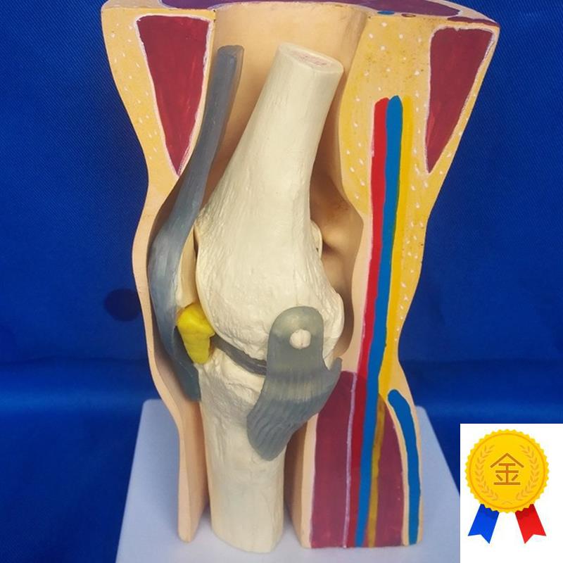 人体膝关节解剖结构骨骼骨架皮肤医O用教学模型讲解展示