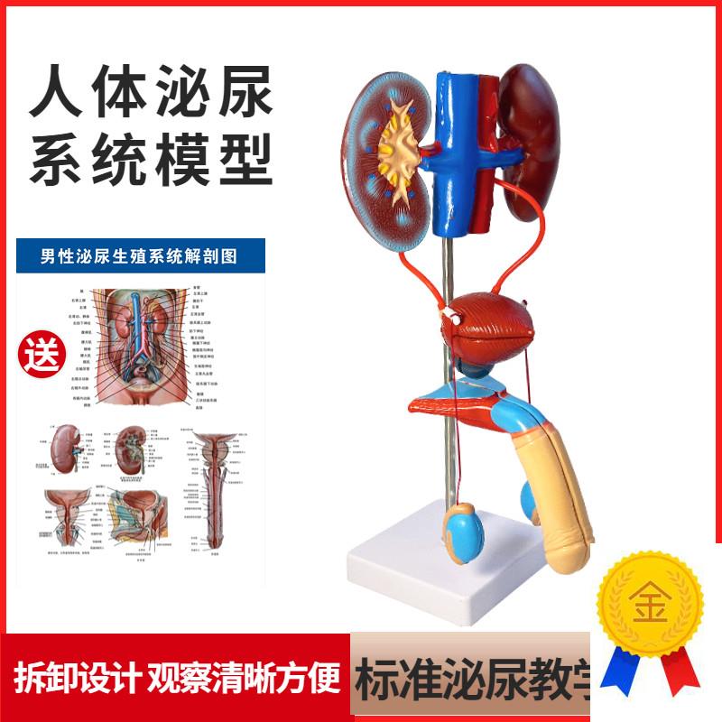 男性女性泌尿生殖系m统模型肾脏解剖模具膀胱输尿管结构造立体教