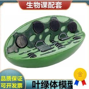 叶绿体模型植物细胞生物教学用具植物根尖N小麦花双子叶桃花单子
