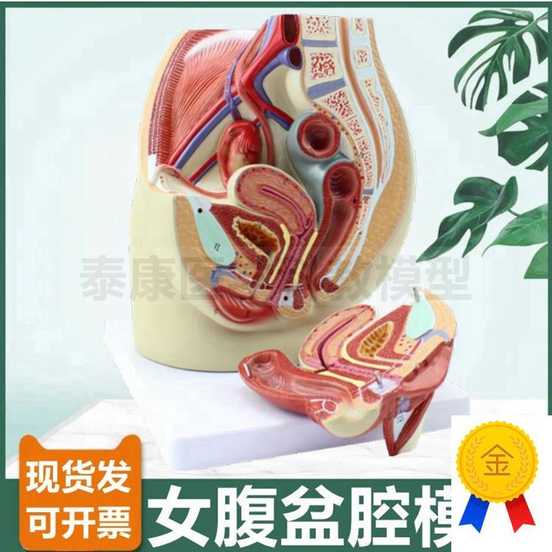 女腹腔模型拆卸内外生殖器会阴A女盆底肌产后修护月子家政技校培