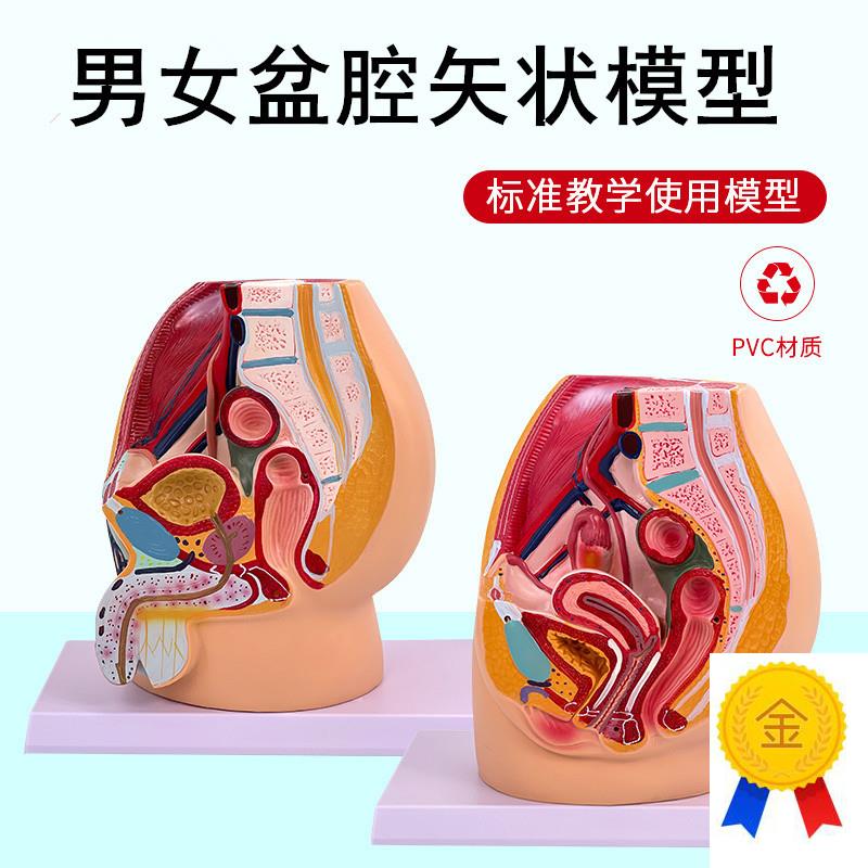 生殖模型子宫模型教具女性生殖模器模型女性P阴道模型盆腔矢状切