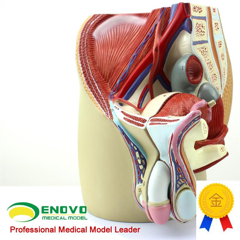 ENOVO颐诺男性生殖r泌尿系统模型男科盆腔解剖结构前列腺男性生殖
