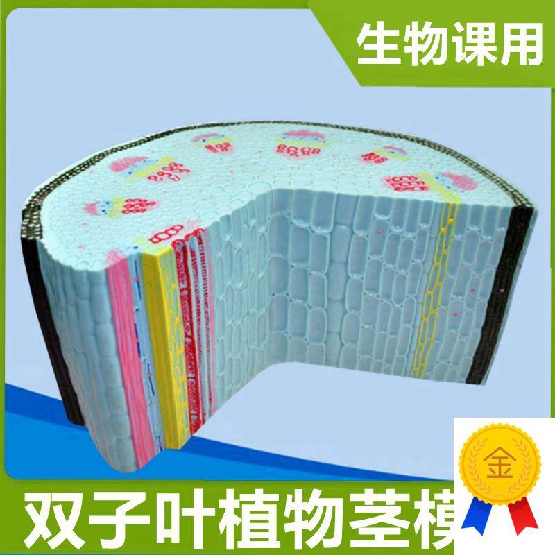 双子叶植物茎模型大型生物教学仪器高M中课使用单子叶小麦花