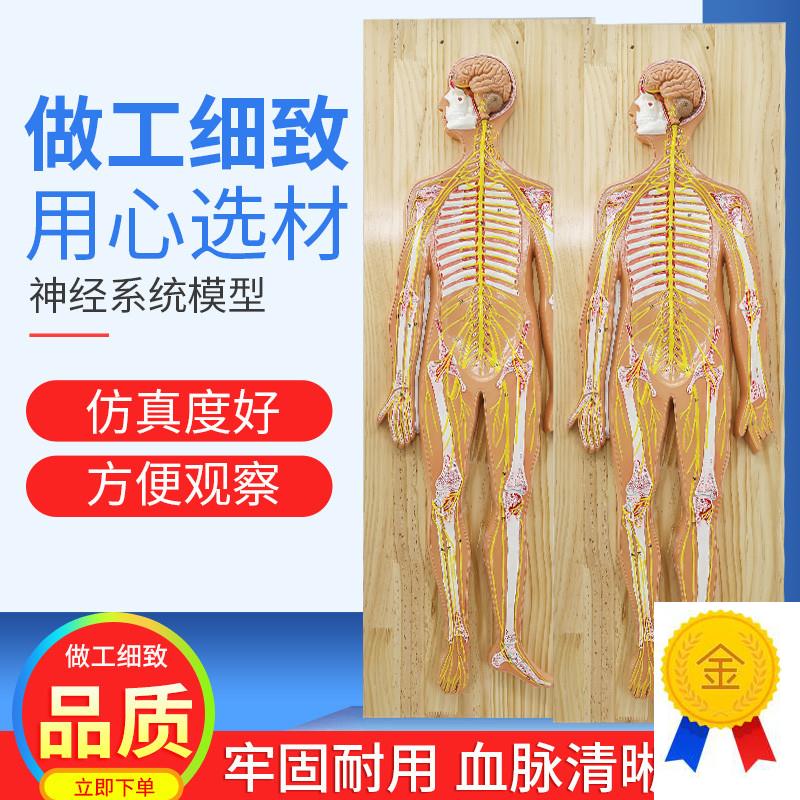 医学人体神e经系统解剖模型中枢神经脑脊髓躯干模型脊神经模型