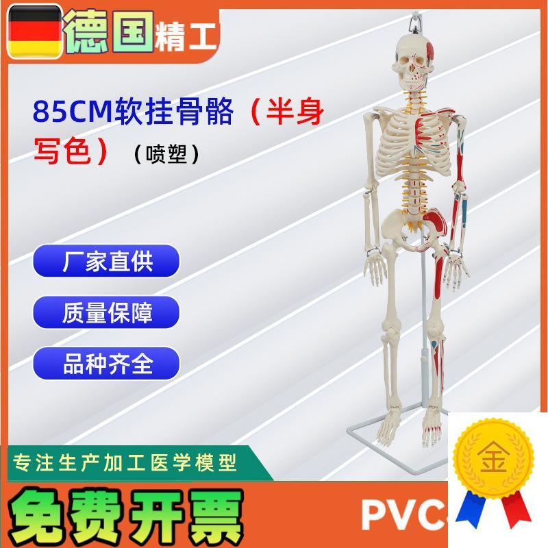 85CM软挂半身写色骨骼模型(塑喷)仿真人体骨Z骼教学模型