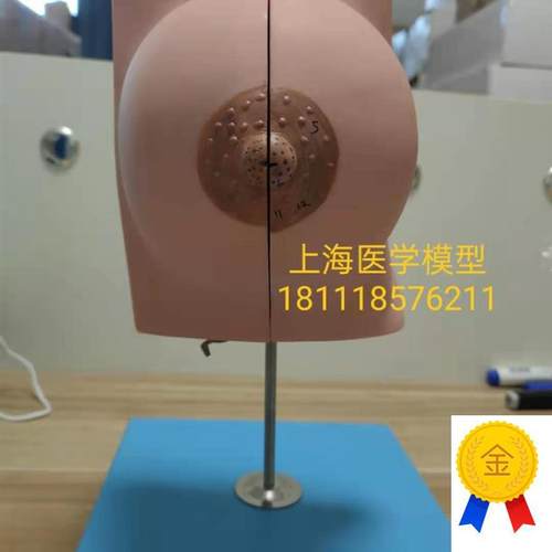 静止期乳房f模型乳房教学模型哺乳模型GD/A15110