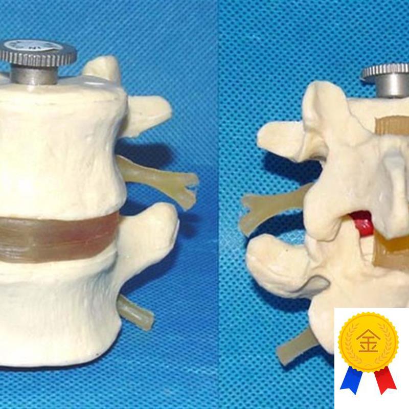 1:1可拆2节腰椎腰间盘人体骨骼骨架模型医Y用教学讲解
