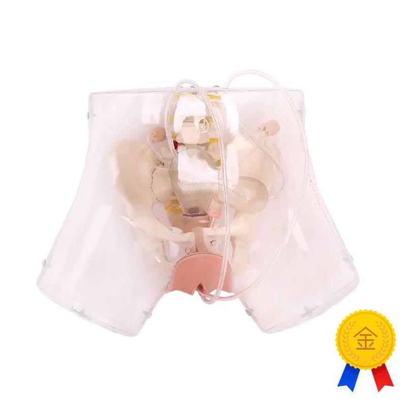 高级透明刮宫模型透s明刮宫教学模型女性计划生育模型