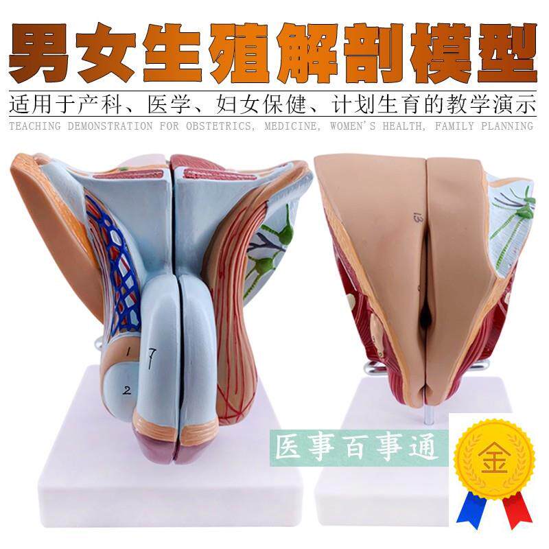 女性生殖器官结构模型4s部件女性内外生殖系统子宫解剖计生模型