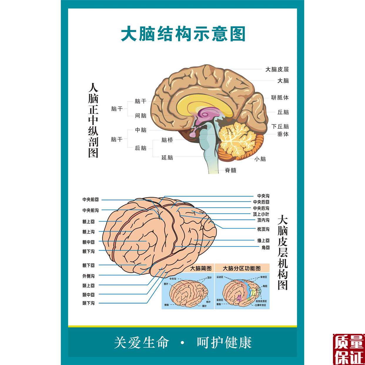 大脑解剖图 人体脑部神经结构大挂图 人体器官解剖图示意图海报