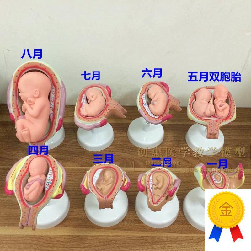 妊娠发育过程模型胚胎计划生育模型计生展示模型胎Z儿模型子宫