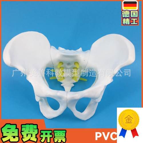 小型女性骨盆妇科检查模型骨盆标本骨盆演示模型X女性盆骨模型