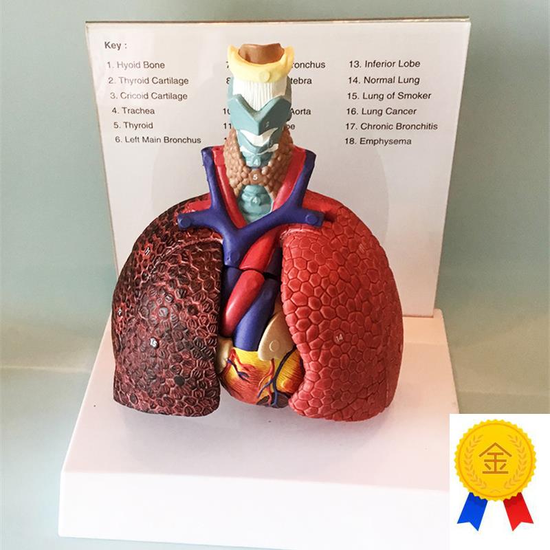 人体喉心肺肺脏模型心p脏喉管气管淋巴结医用胸外科教学厂家直销