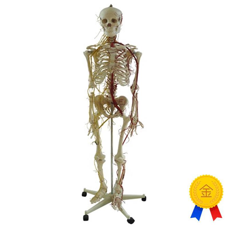 人体全身骨骼附主要动脉和神经分布模M型骨骼附神经血管模型