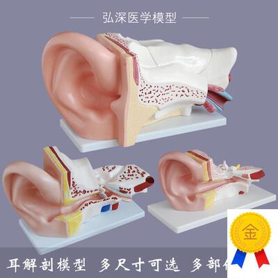 耳朵模型人体耳部解剖结构放大外中内耳道采耳P五官医学教学模玩