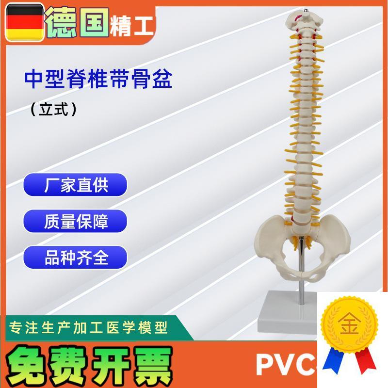 中型脊椎带骨盆(立式)模型人体骨骼V模型脊椎模型