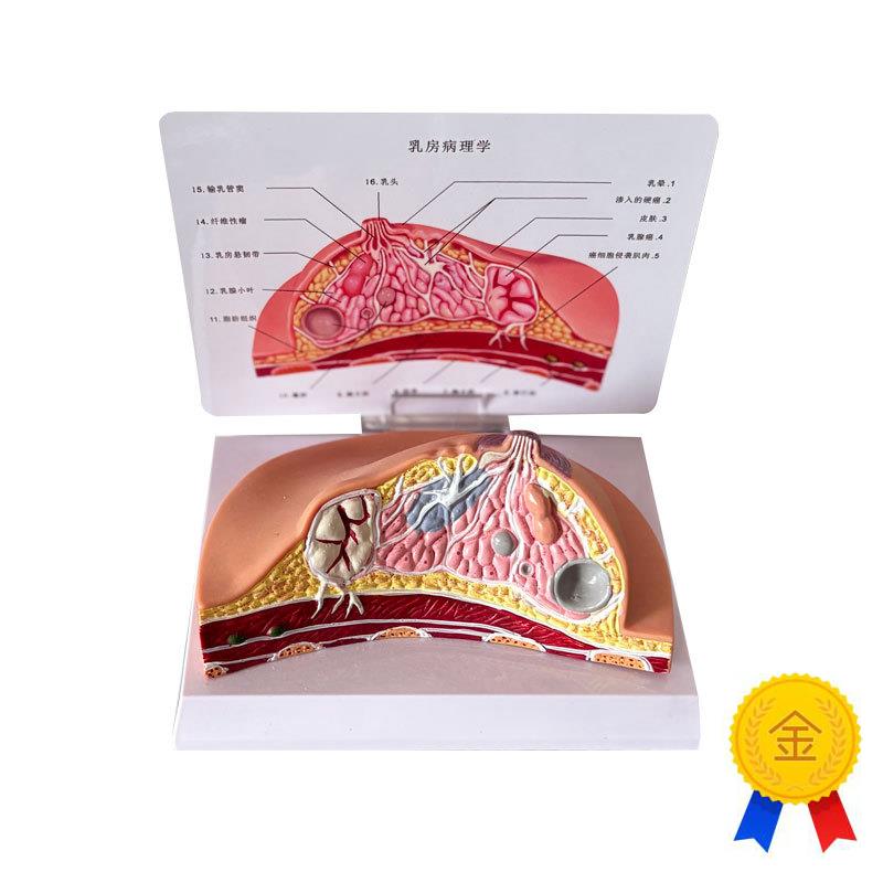 乳房模型乳腺增i生家政培训妇产乳腺演示哺乳期乳房构造催乳师教