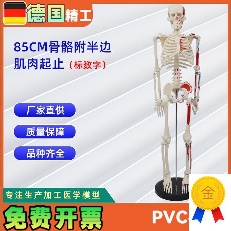 85CM附d半边肌肉起止的骨骼(标数字)人体骨骼模型医药展示器材